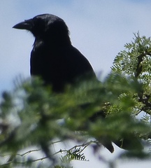 Corvus palmarum