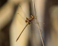 Macrothemis heteronycha