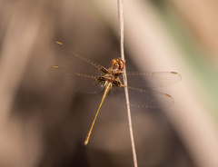Macrothemis heteronycha