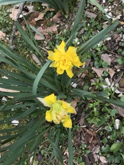 Narcissus