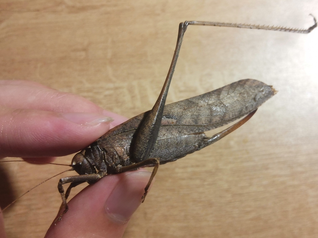 Mecopoda yunnana