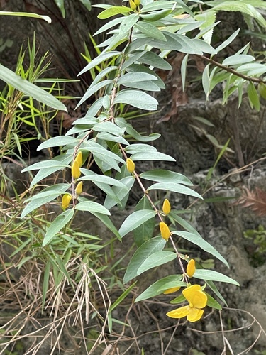 Hypericum geminiflorum observed 2026-05-20