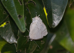 Symbiopsis lenitas