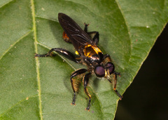 Lampria clavipes
