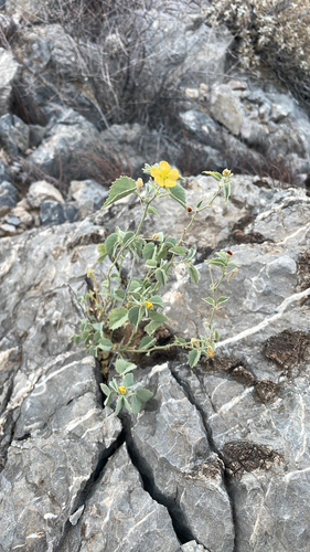 Yellow Indian Mallow
