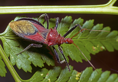 Gminatus wallengreni