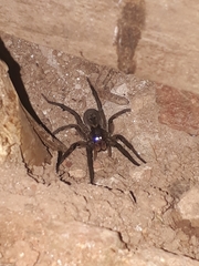 Lycosa erythrognatha