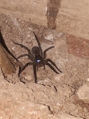 Lycosa erythrognatha