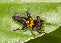 Lampria clavipes