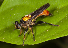 Lampria clavipes