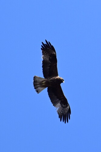 Booted Eagle