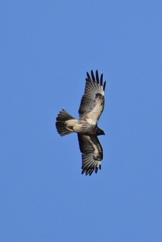 Eastern Buzzard