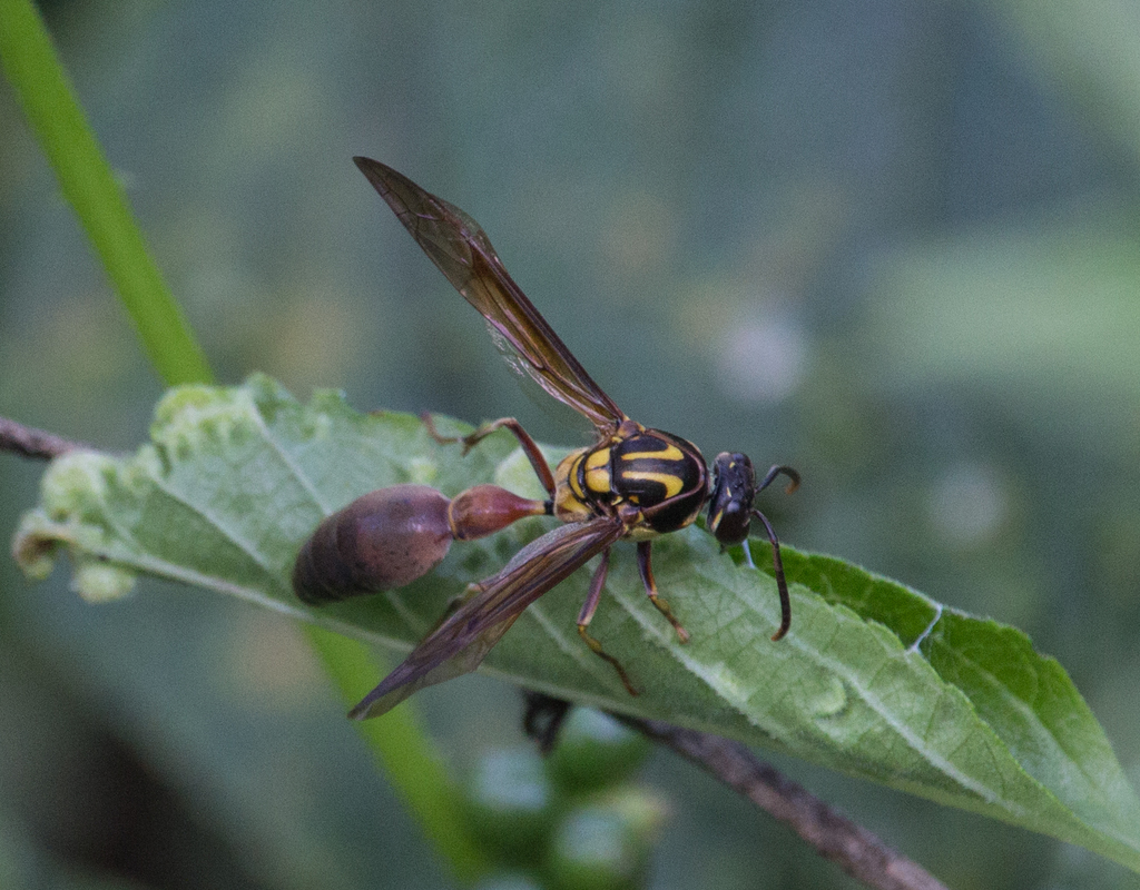 Pachymenes ghilianii
