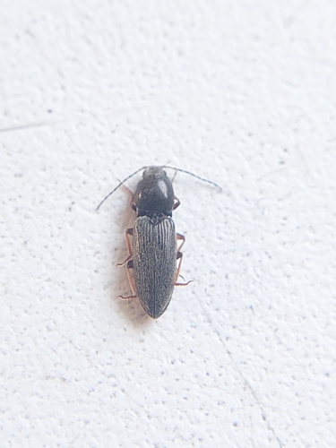 Dicronychus rubripes