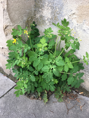 Chelidonium majus
