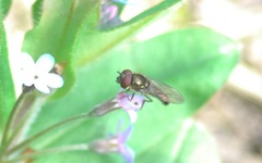 Platycheirus scutatus