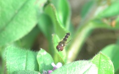 Platycheirus scutatus