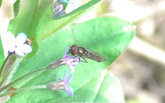 Platycheirus scutatus