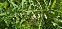 Polygonatum sewerzowii