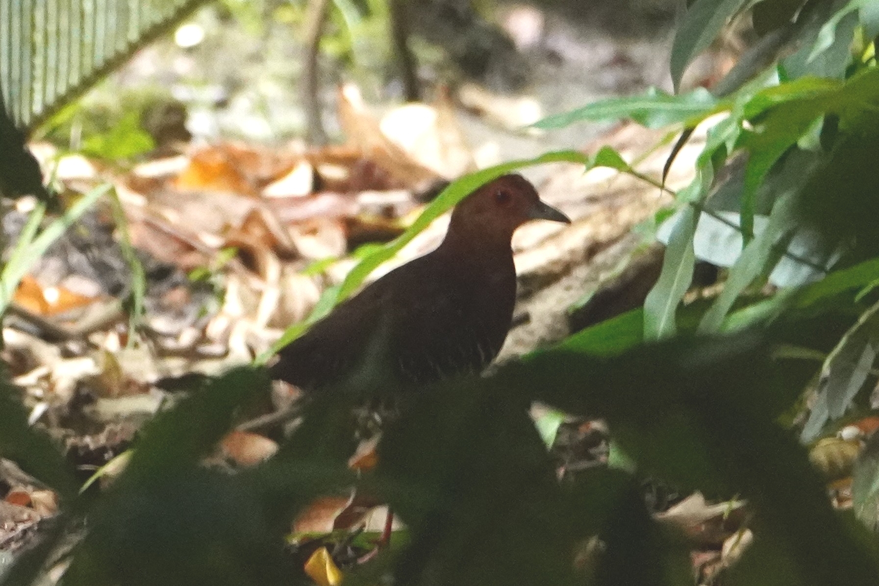 Red-legged Crake (Rallina fasciata), photo 5