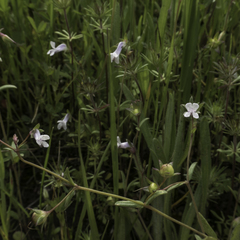 Collinsia sparsiflora