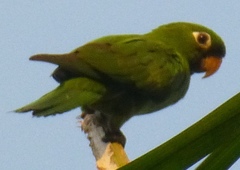 Psittacara chloropterus