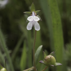 Collinsia sparsiflora