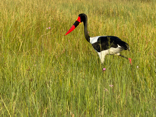 iNaturalist image