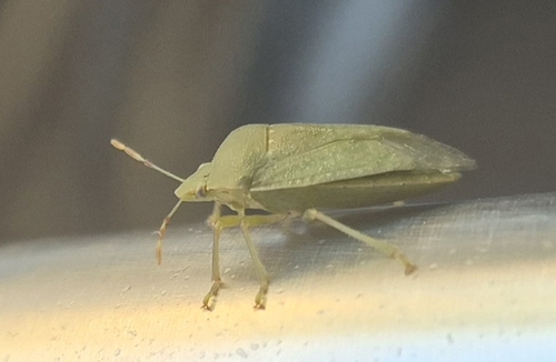 Southern Green Stink Bug