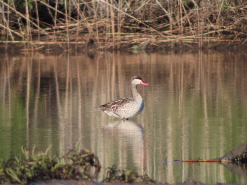 iNaturalist image