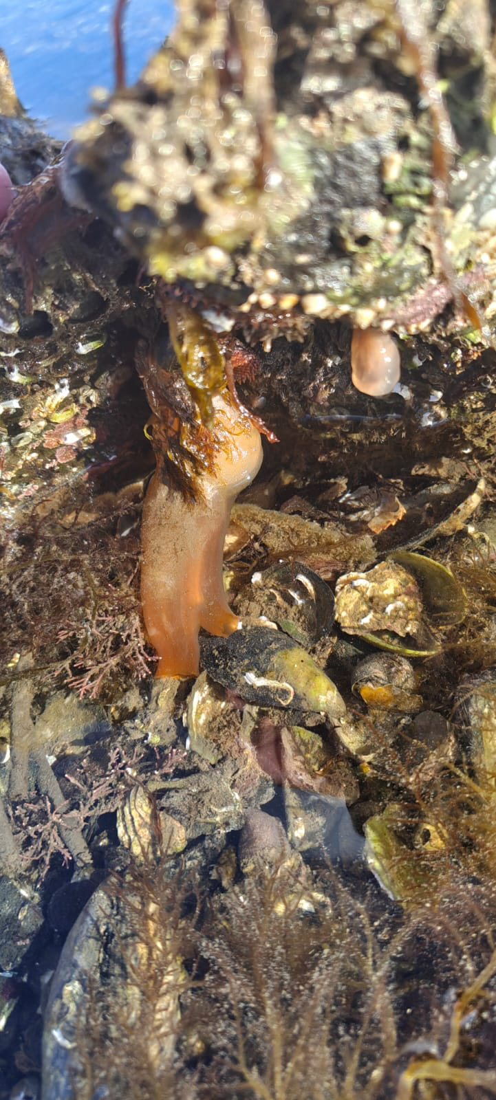Ciona intestinalis (Linnaeus, 1767)