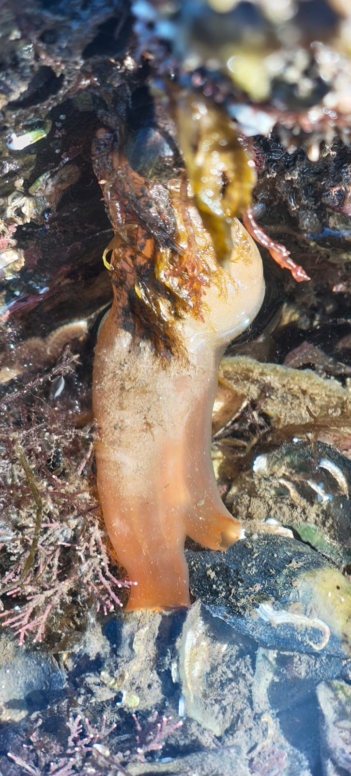Ciona intestinalis (Linnaeus, 1767)