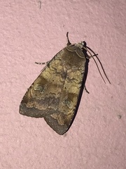 Diarsia canescens