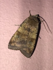 Diarsia canescens