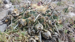 Thelocactus rinconensis