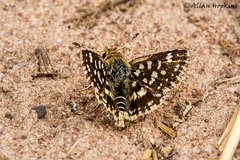 Spialia diomus