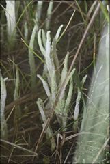 Cladonia corniculata