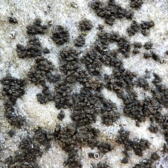 Endocarpon pallidulum