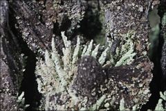 Cladonia rigida