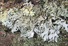 Hypogymnia subphysodes