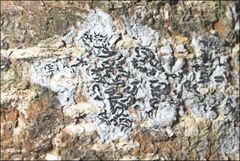 Halegrapha mucronata