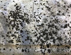 Endocarpon pallidulum