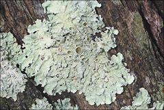 Flavoparmelia rutidota