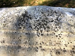 Endocarpon pallidulum