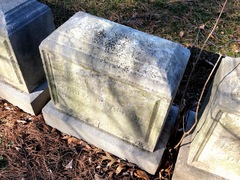 Endocarpon pallidulum