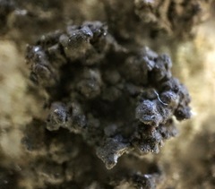 Endocarpon pallidulum