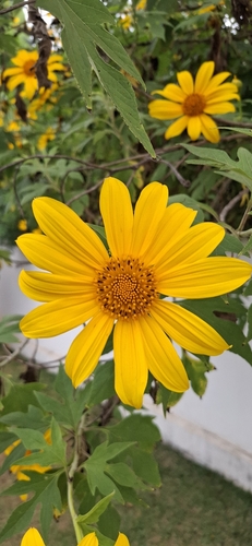 Mexican sunflower