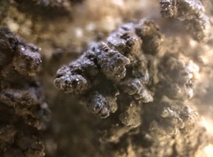 Endocarpon pallidulum