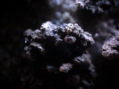 Endocarpon pallidulum