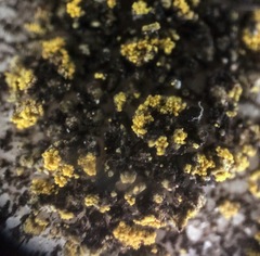 Flavoplaca flavocitrina